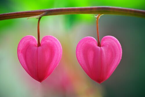 Kukkia autiomaassa: oppitunti rakkauden tunnistamisesta