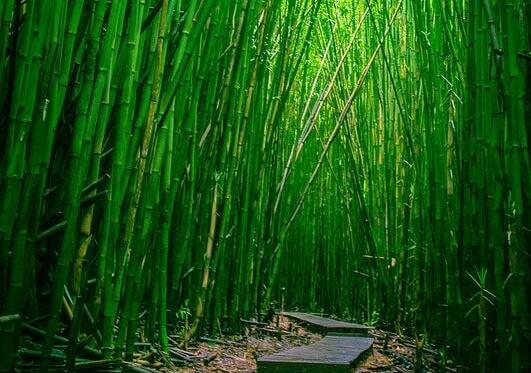 hankalat ihmiset: ole kuin bambu heidän edessään