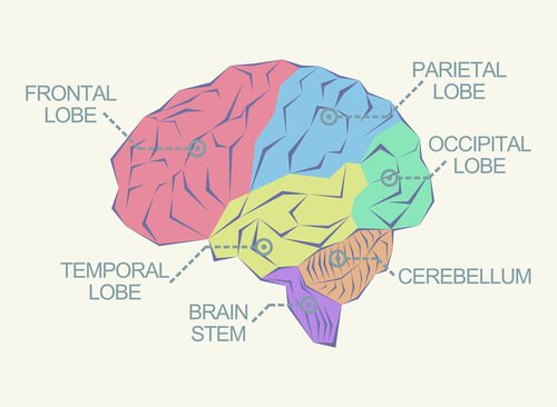 aivojen osat