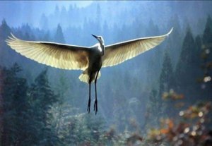 Koskettava tarina vanhasta miehestä ja kurjesta