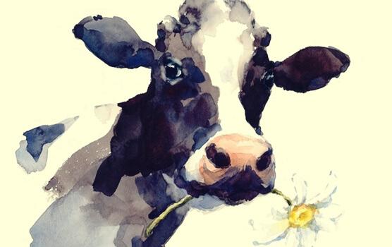 Tarina lehmästä: kun rutiinit rajoittavat meitä