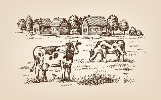 lehmät laitumella
