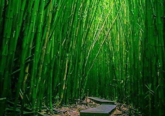 bambumetsä