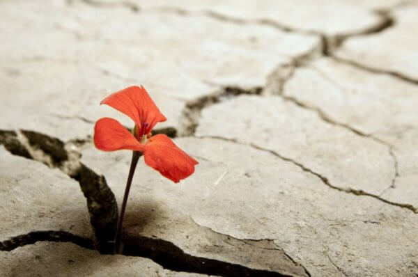 optimistiset ihmiset ovat kuin kukkia jotka kasvavat kuivalla maalla