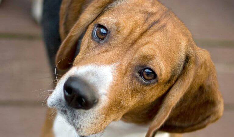 lemmikin kuolema voi olla sopimaton suru