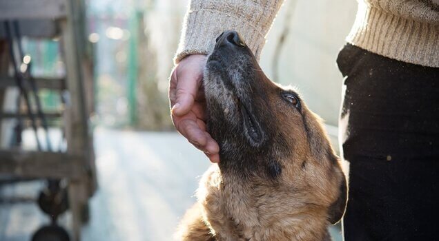 kinesteettinen kommunikointi koiran ja ihmisen välillä