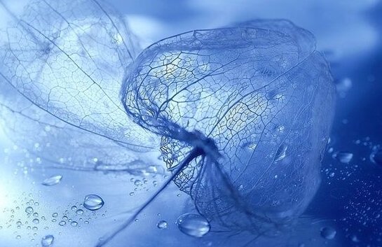 sininen väri luonnon yksityiskohdissa