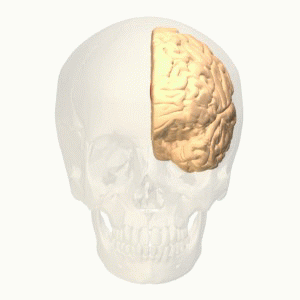 pyörivä pääkallo ja aivot