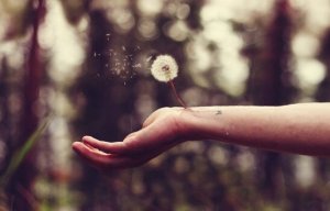 Petoksen haavan parantaminen