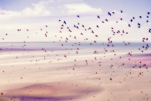 lintuparvi lentää rannalla