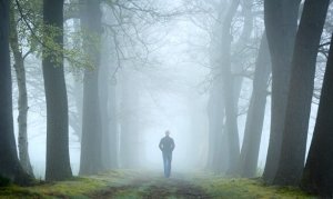 Metsätesti ja sen suhde psykoanalyysiin