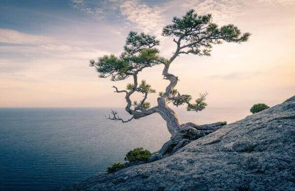 yksinäinen puu kalliolla