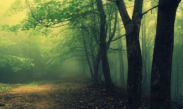 hämyinen metsä: metsätesti