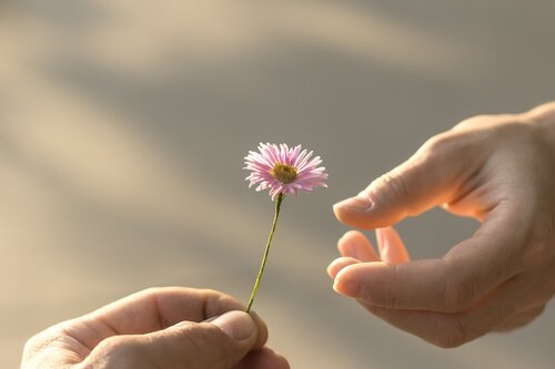 täydellinen anteeksianto ja kukka toisen käteen