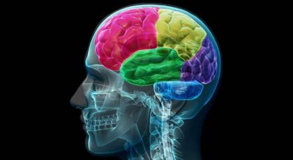 Addiktin aivot: pakkomielteen ja tarpeen anatomia