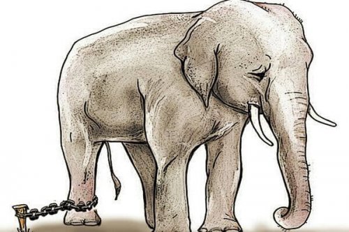 kahlittu elefantti