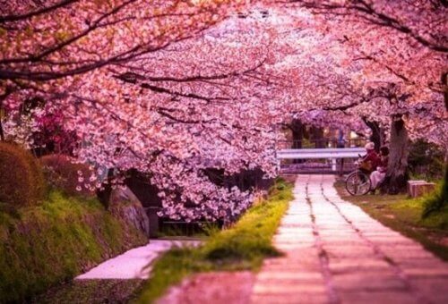 kauniit kirsikkapuut kukkivat