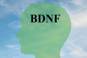 Miten lisätä BDNF:ää, keskeistä proteiinia, terveille aivosoluille