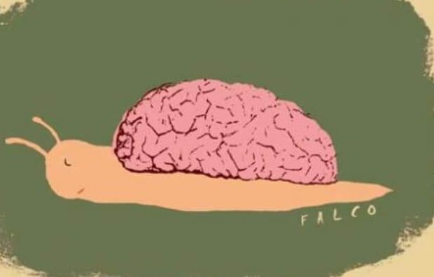 etanan kotelo on aivot