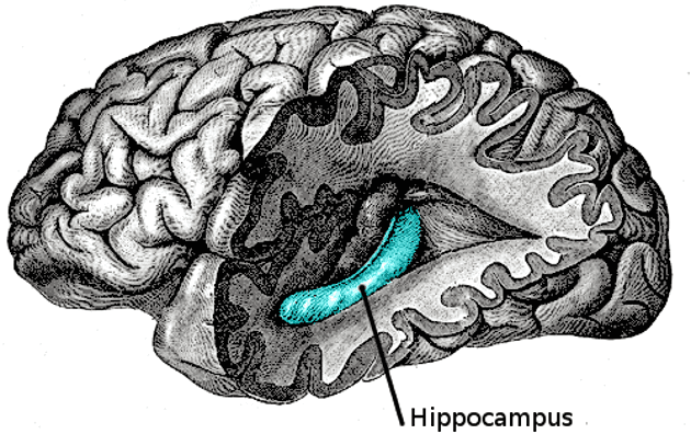 aivot ja hippokampus