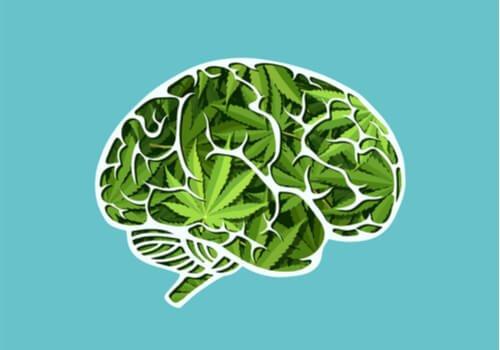 Kannabiksen pitkäkestoisen käytön vaikutukset aivoihin