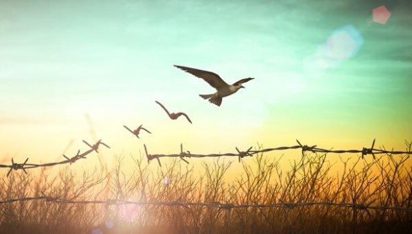 rautalanka muuttuu linnuiksi