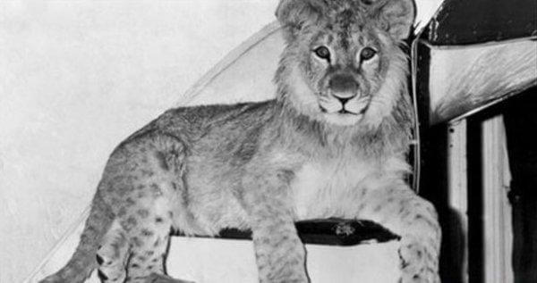 christian-leijona pienenä