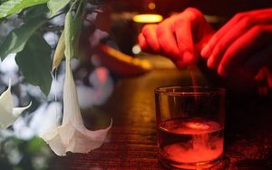 Skopolamiini eli “paholaisen henkäys”