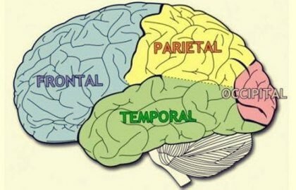 Aivojen lohkot: ominaisuudet ja toiminnot
