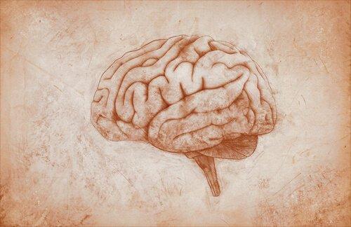 Motorinen aivokuori: ominaisuudet ja toiminnot