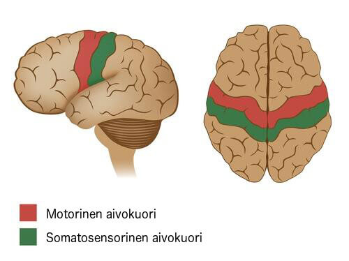 motorinen aivokuori ja somatosensorinen aivokuori