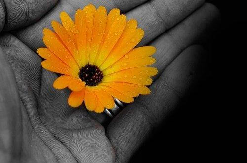 värillinen kukka mustavalkoisessa kädessä
