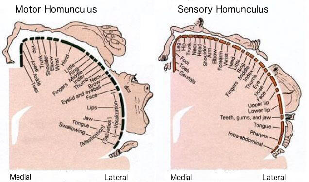Penfieldin homunculus