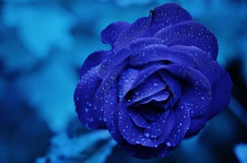 Ihmisen potentiaali: sininen ruusu
