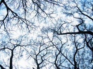 Dendriitit: neurotieteen vallankumouksen alku