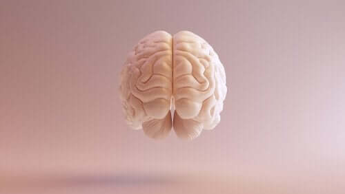 Neurotiede tutkii aivoja