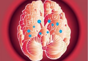 Aivohermot ja niiden kiehtova toiminta