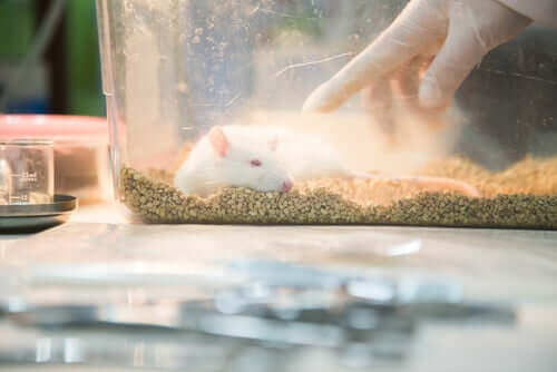Rat Parkin kokeilussa tutkimusryhmä jakoi rotat kahteen eri ryhmään; häkissä eläviin ja vapaudessa eläviin rottiin