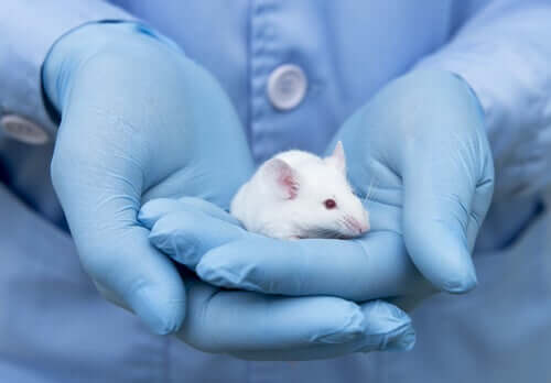 Rottien geneettinen samankaltaisuus ihmisen kanssa on tehnyt niistä lähes pysyvän osan psykologisia tutkimuksia