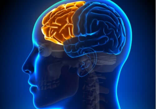 Dyseksekutiivinen oireyhtymä: kun otsalohko pettää