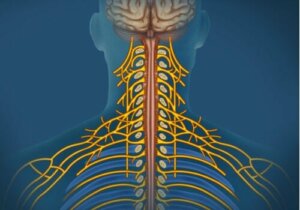 Somaattinen hermosto: ominaisuudet ja toiminnot