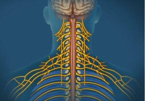 Somaattinen hermosto: ominaisuudet ja toiminnot