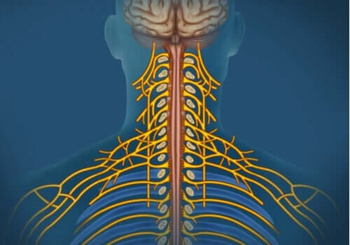 Somaattinen hermosto: ominaisuudet ja toiminnot