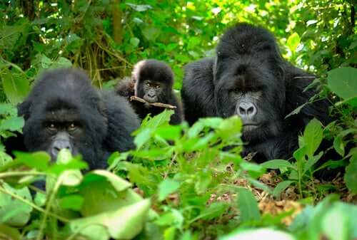 Gorillat ovat kehittäneet erilaisia ​​käyttäytymismalleja, jotka voidaan luokitella niiden tavaksi jättää hyvästit edesmenneille lajitovereilleen