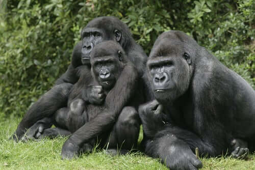 Gorillojen hautajaisriitit osoittavat, että nämä eläimet omaavat suuren älykkyyden ja tunnemaailman, joka muistuttaa suuresti ihmisiä