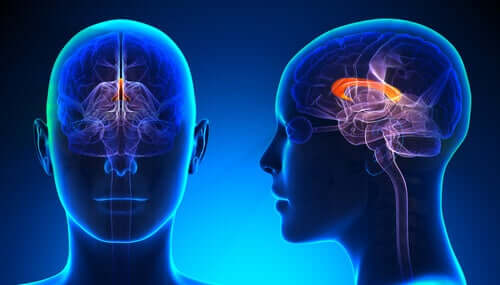Toiminnallisten kuvien avulla tehdyssä tutkimuksessa on havaittu, että vasenkätisen ihmisen aivokurkiaisen koko on oikeakätistä suurempi