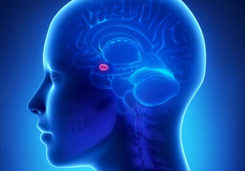 Tutkimukset ovat osoittaneet, että tietyt aivojen alueet ja erityisesti mantelitumake lisäävät ahdistuneisuushäiriöiden riskiä aikuisiässä