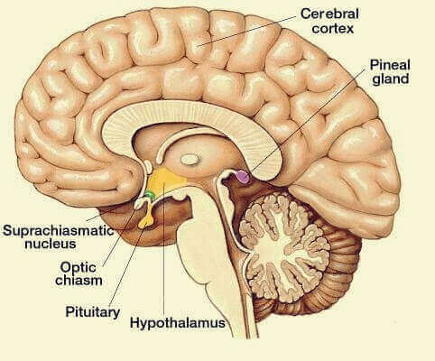 Aivolisäke ja käpyrauhanen säätelevät suurta osaa ihmiskehon hormonaalisista prosesseista