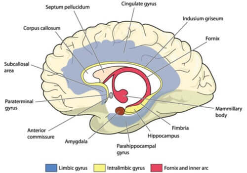 Aivojen rakenne pihtipoimu ja sen tehtävä Mielen Ihmeet