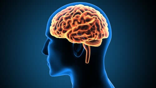 Aivojen rakenne: pihtipoimu ja sen tehtävä